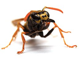 Image of Wasps