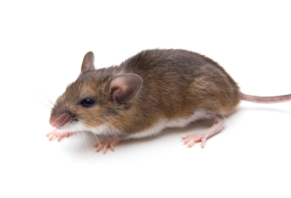 image of white footed mouse