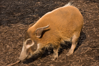 picture of a wild hog