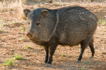 picture of a wild hog in the yard