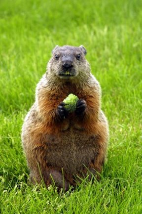 woodchuck foraging