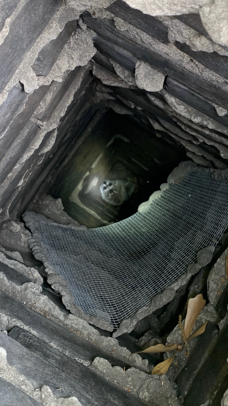Raccoon-in-chimney-breaking-through-screen-(1).PNG