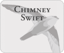 Chimney Swift